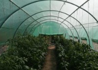 Peliculă pentru seră Tehno MS Kontrast 6x3x2m imaginea #2 — magazin online Desire.md