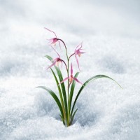 Крем для лица Innisfree Orchid Enriched 50ml фото №2 — интернет-магазин Desire.md