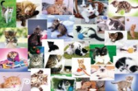 Puzzle Trefl 60 Cat's World (17332) imaginea #1 — magazin online Desire.md