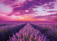 Puzzle Clementoni 1000 Lavender Field (39606) imaginea #1 — magazin online Desire.md