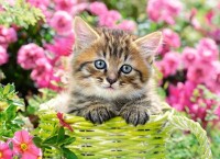 Puzzle Castorland 100 Kitten in Flower Garden (B-111039)