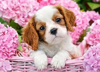 Puzzle Castorland 180 Pup in Pink Flowers (B-018185)