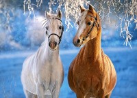 Пазл Castorland 260 The Winter Horses (B-27378)