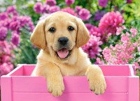 Пазл Castorland 300 Labrador Puppy in Pink Box (B-030071)