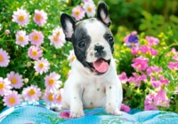 Пазл Castorland 500 French Bulldog Puppy (В-53650)