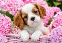 Puzzle Castorland 500 Pup in Pink Flowers (B-52233)