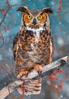 Puzzle Castorland 500 Great Horned Owl (В-52387)