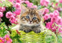 Puzzle Castorland 500 Kitten in Flower Garden (В-52974)