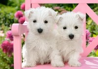Puzzle Castorland 120 Midi White Terrier Puppies (B-13494)