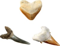 Set de cercetare pentru copii National Geographic Shark Tooth Dig Kit (JM00604)