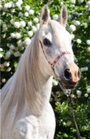 Пазл Trefl 54 mini The World of Horses (54193)