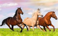 Пазл Trefl 54 mini The World of Horses (54193) фото №2 — интернет-магазин Desire.md