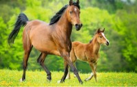 Пазл Trefl 54 mini The World of Horses (54193) фото №3 — интернет-магазин Desire.md