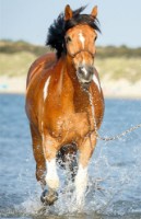 Пазл Trefl 54 mini The World of Horses (54193) фото №4 — интернет-магазин Desire.md