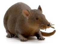 Фигурка животного Icom Poland Крыса (7174644) фото №2 — интернет-магазин Desire.md