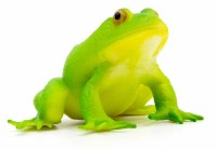 Figurină animală Icom Poland Лягушка (7174636) imaginea #2 — magazin online Desire.md