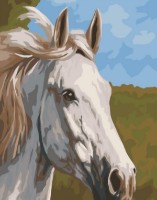 Tablou pe numere PRC Cal Alb 40x50cm 03710