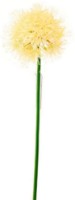 Floare decorativă Casa Masa Allium 80cm White (L19711/WH)