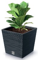 Ghiveci Prosperplast Furu Square Low DFS300-S433 imaginea #3 — magazin online Desire.md