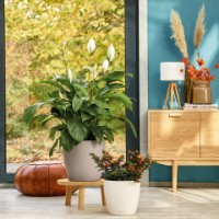 Цветочный горшок Lechuza Classico Color 35 Sand Brown фото №4 — интернет-магазин Desire.md