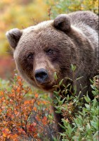 Puzzle Trefl 1000 Grizzly bear Alaska (10518)