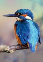 Пазл Trefl 1000 Kingfisher United Kingdom (10515)