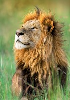 Пазл Trefl 1000 Lion Kenya (10517)