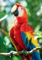 Пазл Trefl 1000 Scarlet Macaw, Honduras (10516)