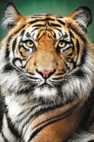 Puzzle Trefl 1500 Tiger (26204)