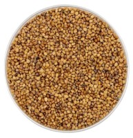 Semințe de ridichi de Trandafir Chinezesc Microgreenz 500gr