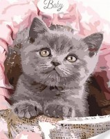 Tablou pe numere Strateg Пушистый британец (SS1076)