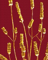 Tablou pe numere Brushme Золотое растение (BS53993)