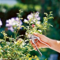 Ножницы садовые (секаторы) Gardena Premium BP30/22 (8701-20)