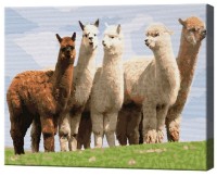 Tablou pe numere Art Gallery Econom Alpaca EX8225