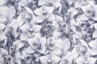Tapete Palitra Simple SP71836-46 Orchidea