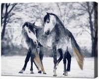 Tablou pe numere Art Gallery Econom Cai gri GX39680