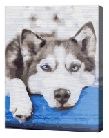 Tablou pe numere Brushme Husky în așteptare BS51895