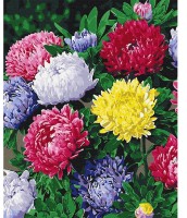 Tablou pe numere Brushme Astre colorate (BS54120FC)