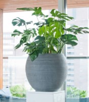 Цветочный горшок Potterypots Abby L Dark Grey фото №2 — интернет-магазин Desire.md