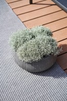 Цветочный горшок Potterypots Eileen XL Dark Grey фото №3 — интернет-магазин Desire.md