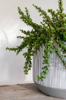 Цветочный горшок Potterypots Harith S White Stripe фото №2 — интернет-магазин Desire.md