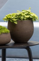 Цветочный горшок Potterypots Mini Orb XXL Chocolate Washed фото №2 — интернет-магазин Desire.md