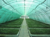 Plase AnlemaCom 75% 65gr H:3m/100 Green imaginea #3 — magazin online Desire.md