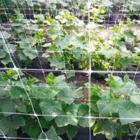 Plasa verticală pentru plante Profmet 392001 imaginea #2 — magazin online Desire.md