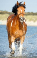 Пазл Trefl The World Of Horses 54 mini (19724)