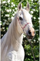 Puzzle Trefl The World Of Horses 54 mini (19726)