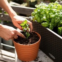 Substrat pentru flori Lechuza Veggiepon 6L imaginea #2 — magazin online Desire.md