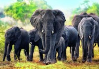 Пазл Trefl 1000 African elephants (10442)