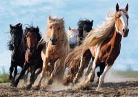 Пазл Trefl 1000 Galopping horses (10446)