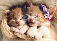 Пазл Trefl 500 Sleeping Kittens (37271)